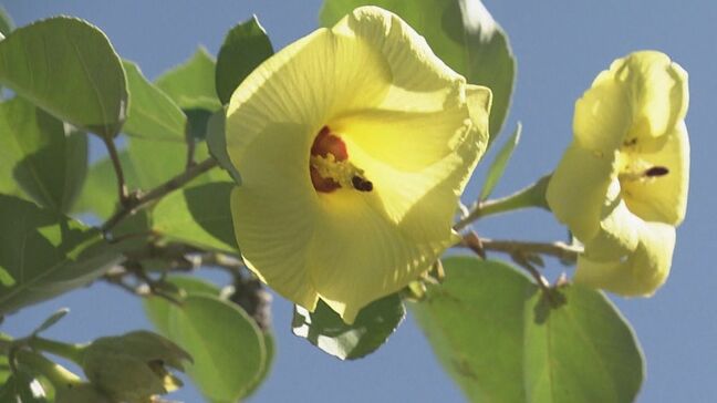 夏の花「ハマボウ」見頃  川沿い約1.5キロに500本ほど自生 護岸工事などの影響で年々減少 県の絶滅危惧種 三重・紀北町の萩原川|TBS NEWS DIG