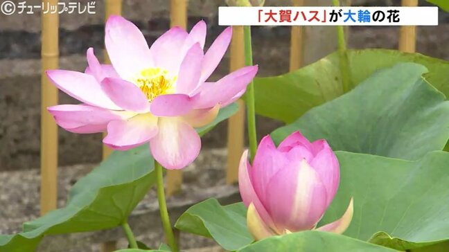 古代の「大賀ハス」が大輪の花　2日の富山県内は急な雨に注意　最高気温31℃予想で熱中にも注意|TBS NEWS DIG