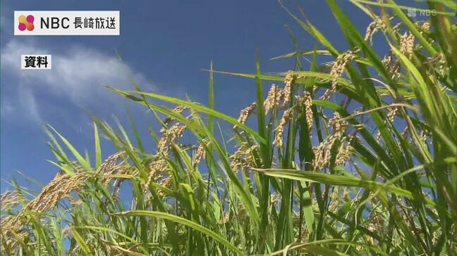 今年の長崎県産米の予想収穫量は4万4800トン　去年を600トン上回る見通し（九州農政局発表）|TBS NEWS DIG