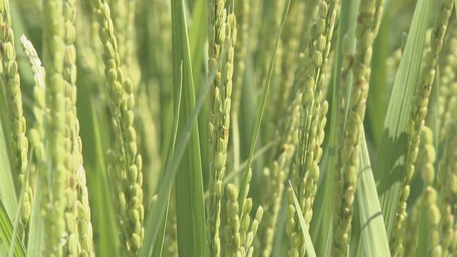 「新米は誰がどうコントロールするの」参議院選挙の争点の1つ「コメ問題」選挙結果に農家から不安の声|TBS NEWS DIG