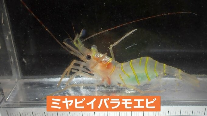 新種の深海エビ採取・雅な姿から「ミヤビイバラモエビ」能登半島の内浦海域で初|TBS NEWS DIG