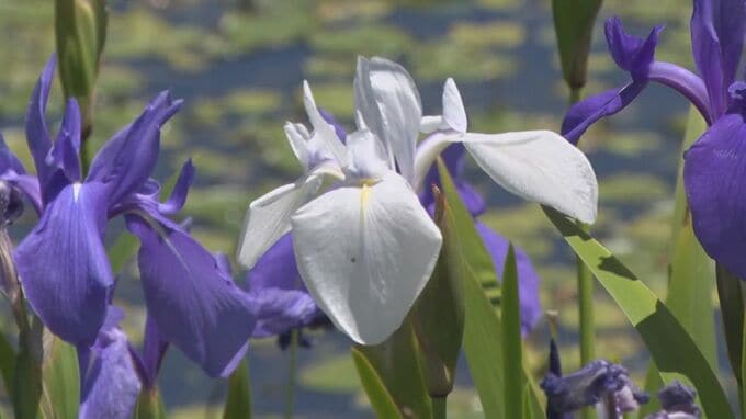悲しい伝説が残る姫逃池　カキツバタの花が見ごろに　島根県大田市の三瓶山北の原|TBS NEWS DIG