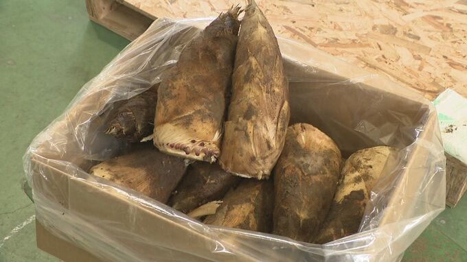 春の味覚お目見え 金沢市でタケノコ初出荷　|　石川県のニュース｜MRO北陸放送