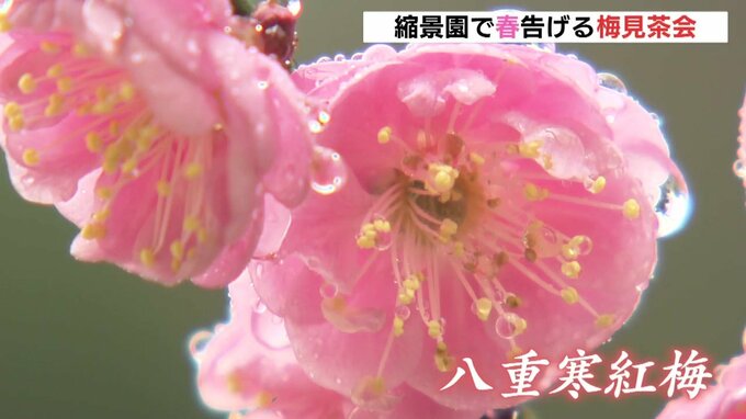 春告げる縮景園の梅見茶会　コロナ禍で３年ぶりの開催　広島　　|　RCC NEWS | 広島ニュース | RCC中国放送