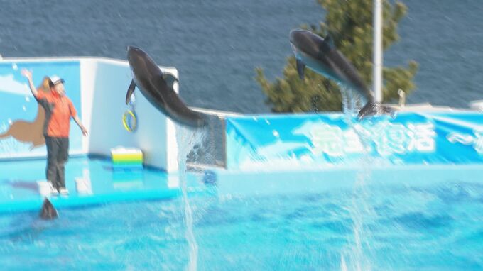 石川・七尾市の「のとじま水族館」が全面再開 地震乗り越え約1年3か月ぶりにイルカショー|TBS NEWS DIG