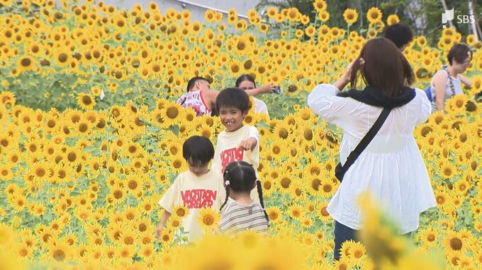 「元気に咲いている姿に夏の暑さも吹き飛ぶ」ヒマワリ4万本咲き誇る＝浜名湖ガーデンパーク|TBS NEWS DIG