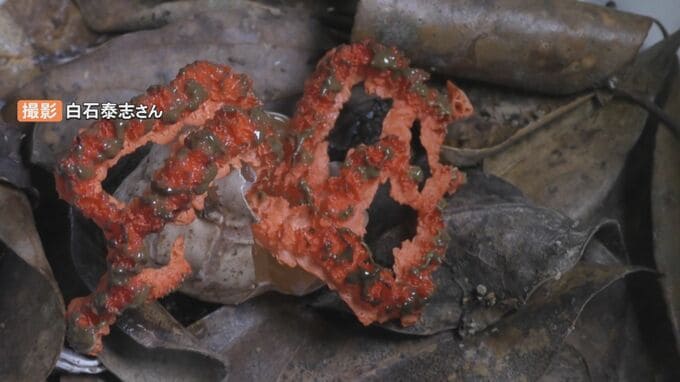 とにかく臭い珍キノコ「アンドンタケ」島根で見つかる　日本海側で初の発見か　「ぼっとん便所」のような強烈な臭いにはちゃんと理由が…|TBS NEWS DIG