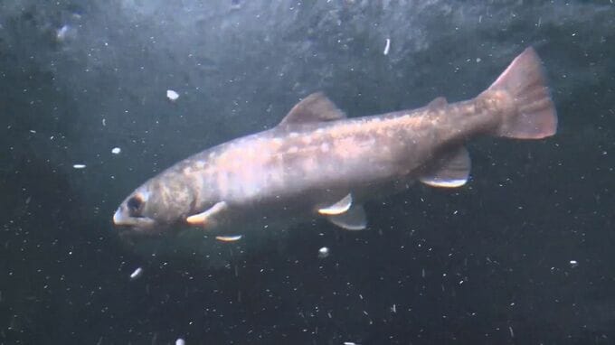 「ゴギ」と「ヤマメ」など２０種の川魚展示　アクアスに「石見の川」コーナー登場|TBS NEWS DIG