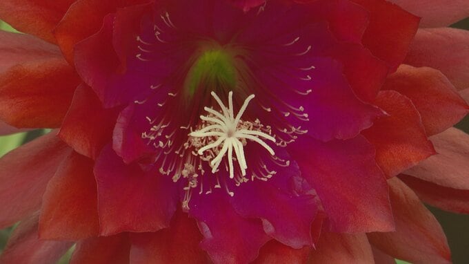 10月にかけて美しい花を咲かせる「クジャクサボテン」　約30点を常設展示　|　青森のニュース│ATV NEWS│青森テレビ