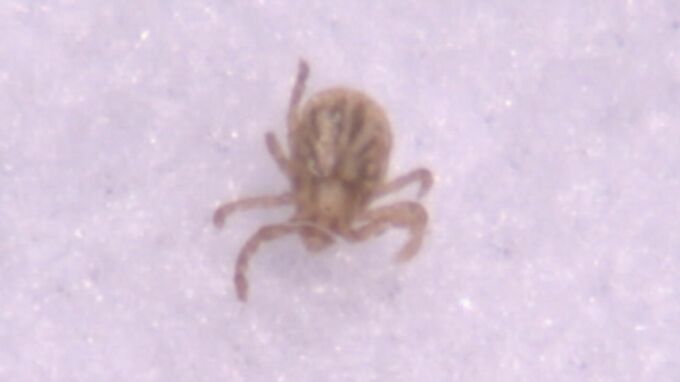 マダニにかまれ女性死亡　草むらなどでは肌の露出を少なく　|　長崎のニュース | 天気 | NBC長崎放送