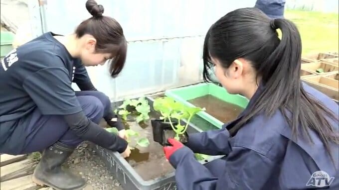 「農家はすごい」高校生たちが240本のメロンの苗を定植　目指すはおいしくて大きなメロンとメロン農家の後継者育成　|　青森のニュース│ATV NEWS│青森テレビ