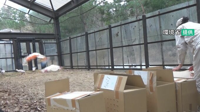 「順化ケージで生きたエサを捕る力を」能登でのトキ放鳥へ訓練開始 新潟・佐渡で足環取り付けやGPS装着　|　石川県のニュース｜MRO北陸放送