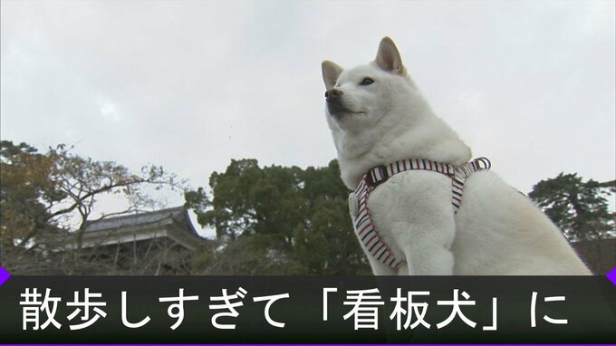 「みんな知ってる」国宝・松江城の看板犬　毎日散歩…堂々とした佇まいで人気に|TBS NEWS DIG