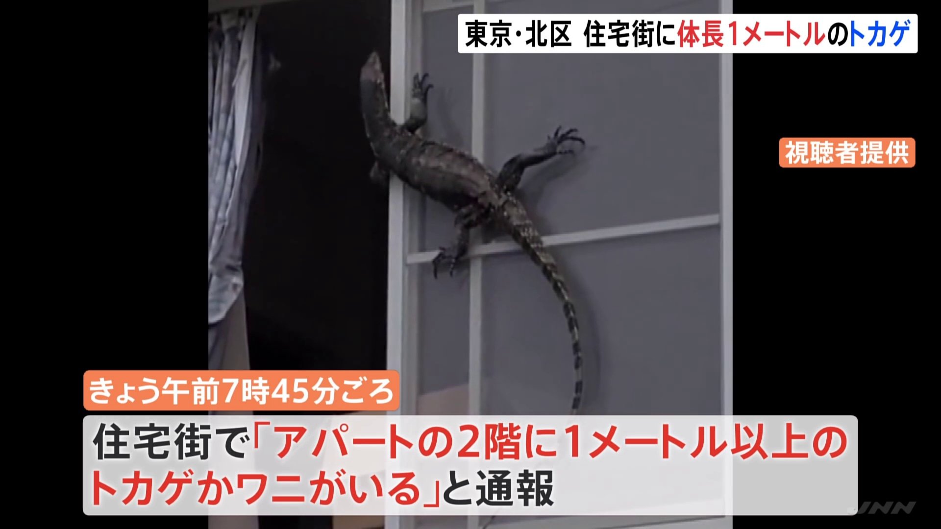1メートル以上のトカゲかワニが 住宅街が一時騒然 ペットの1メートル超の大型トカゲが脱走するも警察が捕獲 東京 北区 Tbs News Dig