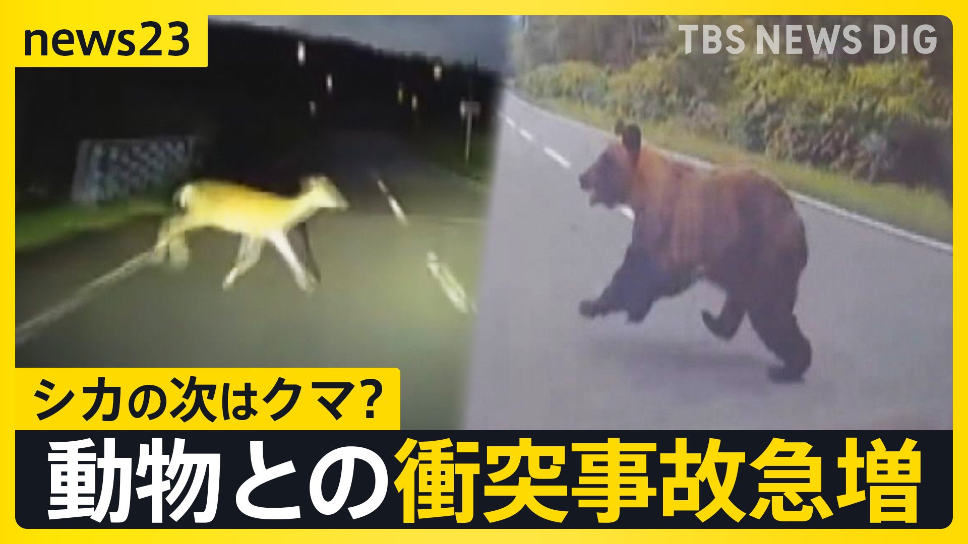 全国で相次ぐクマ出没…動物と車の衝突事故が続出 北海道のレンタカー店