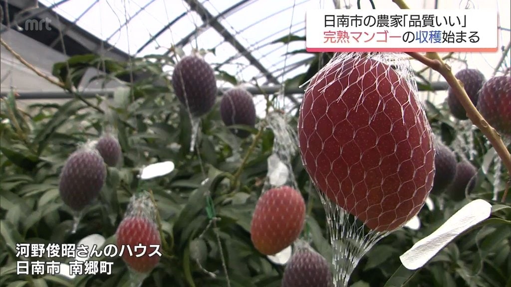 糖度が高く濃厚な甘さが楽しめる 宮崎特産「完熟マンゴー」 今季の収穫