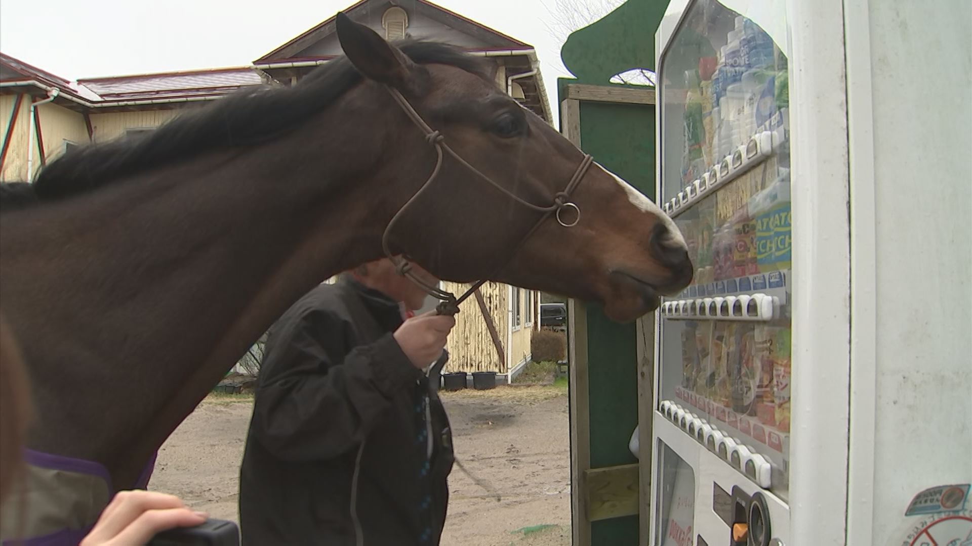 自販機でおすすめジュースを選んでくれる元競走馬が話題 情報発信の