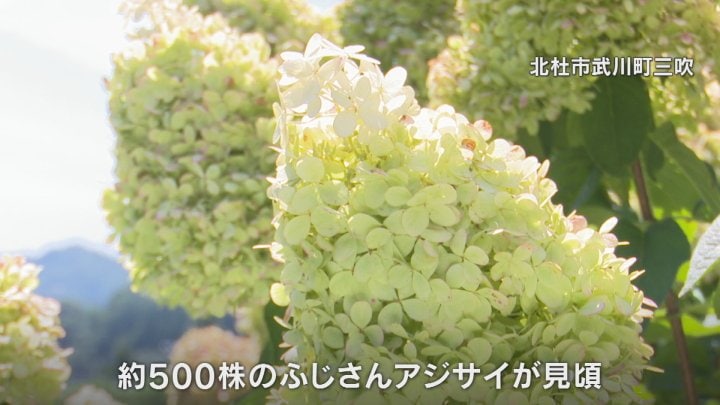 ふじさんアジサイ 約500株が見ごろ 北杜市武川町 地元の農家が栽培