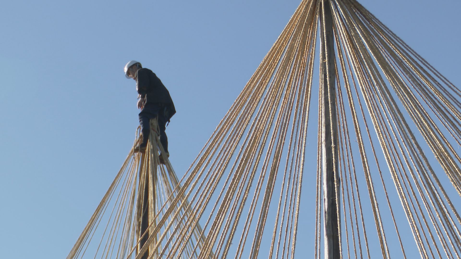 国の特別名勝・兼六園で唐崎松の雪吊り 冬の訪れを告げる 年に一度の