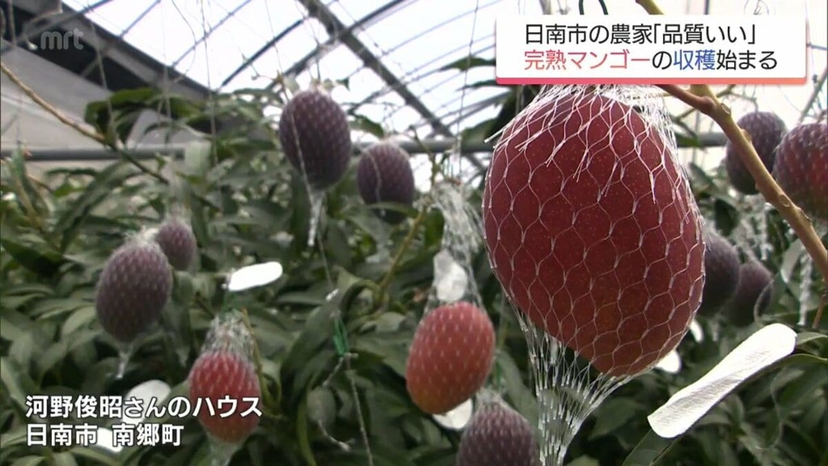 糖度が高く濃厚な甘さが楽しめる 宮崎特産「完熟マンゴー」 今季の収穫