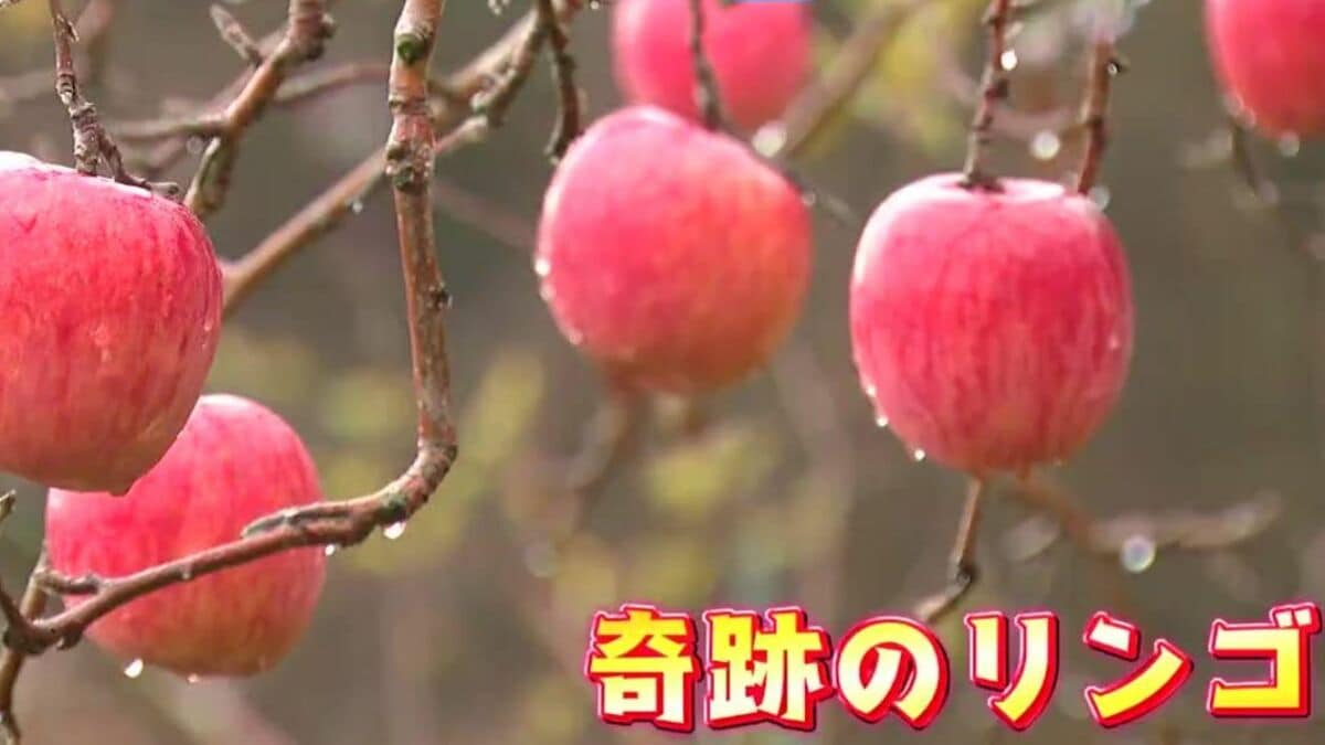突然できた「奇跡のリンゴ」超貴重！200本の木にたった2本だけ…リンゴ
