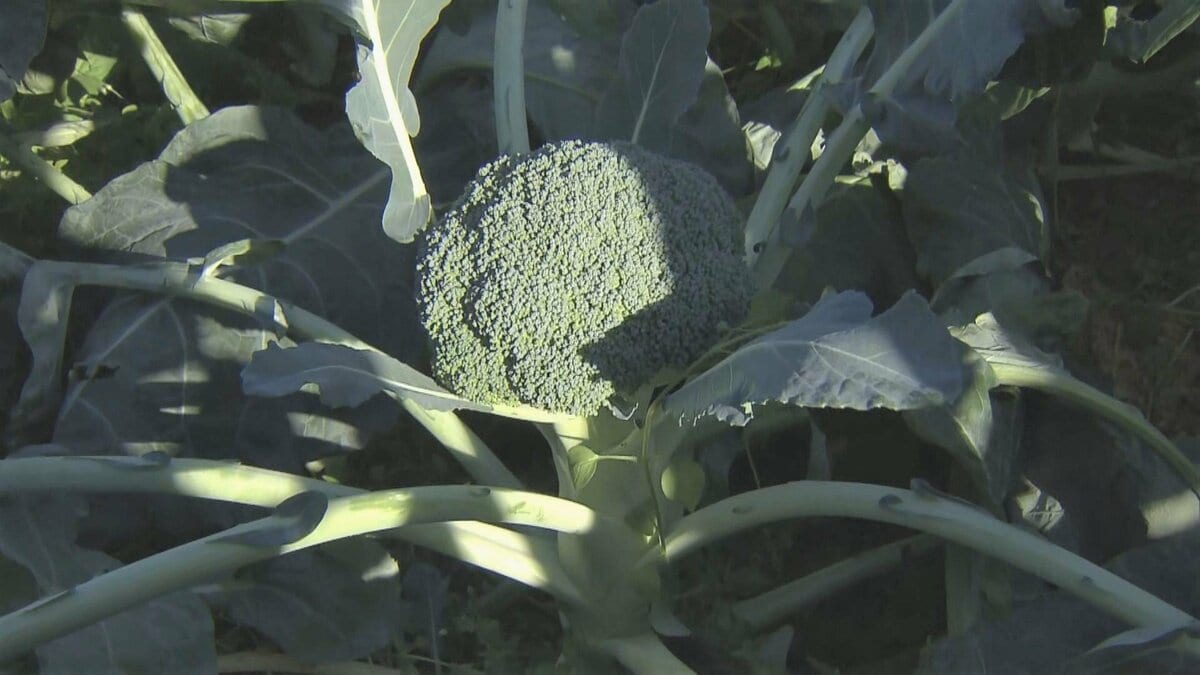 ブロッコリー｢農業を始めて一番いい出来｣ 今年はお手頃価格に ビタミンやミネラルなど栄養豊富な“最強野菜” 愛知･田原市で出荷最盛期