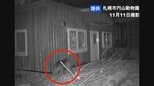 【速報】円山動物園の敷地内でヒグマ1頭を駆除　園内に設置した箱わなにかかる　連日出没していた個体とみられる|TBS NEWS DIG