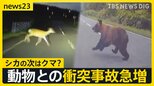 全国で相次ぐクマ出没…動物と車の衝突事故が続出　北海道のレンタカー店「動物に気を付けて」シカとの衝突事故で大破も　注意呼びかけ【news23】|TBS NEWS DIG
