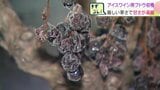 凍てつく寒さで”甘さ凝縮” 北海道池田町でアイスワイン用のブドウ収穫 マイナス19℃の未明に手作業で2トン見込む|TBS NEWS DIG