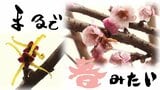 駆け足で『春』　マルバマンサク・十月桜ほころび「春の足音が聞こえてきたかな」　|　青森のニュース│ATV NEWS│青森テレビ