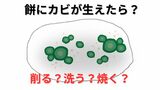 カビが生えた餅「カビを削ったら大丈夫?」削っても洗っても焼いてもカビ毒は…専門家は「菌糸は取り切れないことが多い」|TBS NEWS DIG