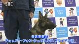 事件の捜査や行方不明者の捜索などで活躍…警察犬の嘱託式 長野|TBS NEWS DIG