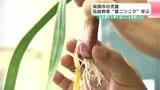 地域の伝統野菜について学ぼう!高知県南国市の小学校で児童が『葉ニンニク』学ぶ|TBS NEWS DIG