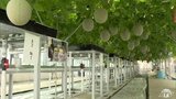 青森県つがる市の「水耕栽培メロン」の振興に協力　国内最大級の「風力発電施設」で実証実験中のメロンの水耕栽培　年間1500～1600個を収穫予定　|　青森のニュース│ATV NEWS│青森テレビ
