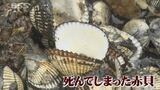中海の冬の味覚・赤貝がピンチ！ピークの漁獲量の4分の1に…原因は貧酸素水域の上昇か？　|　BSSニュース | BSS山陰放送
