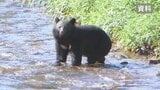 「完全に人間に警戒感がない」　クマの目撃件数は1.8倍に　緊急銃猟のマニュアル作成も課題　山梨|TBS NEWS DIG