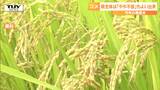 コメの予想収量が去年を若干下回る 一等米比率は去年から大幅に上昇(山形) | 山形のニュース│TUYテレビユー山形