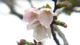【サクラ開花状況】 桜の開花発表はいつ? 「もうちょっと開かないと」きょうは見送りへ… 愛媛・松山市　|　愛媛のニュース - Nスタえひめ｜あいテレビは6チャンネル