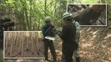 岩手県大槌町の山林火災の発生から22日で1か月 現地調査進む 山林復旧の課題は 岩手 | IBC NEWS | IBC岩手放送