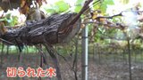シャインマスカットなどブドウの木31本が切り倒され、ブドウ棚も破壊 警察は器物損壊で捜査|TBS NEWS DIG