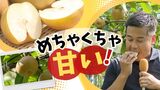 「地元の人もほとんど知らない」糖度１５度のナシ　「甘さ」に魅せられ農業に参入した若者も　|　福岡のニュース｜RKB NEWS｜RKB毎日放送