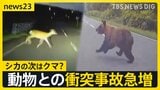 全国で相次ぐクマ出没…動物と車の衝突事故が続出 北海道のレンタカー店「動物に気を付けて」シカとの衝突事故で大破も 注意呼びかけ【news23】|TBS NEWS DIG