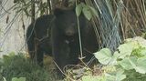 「墓参りのお供え物がクマの餌に。持ち帰って」ツキノワグマ出没対応で連絡会議　|　石川県のニュース｜MRO北陸放送