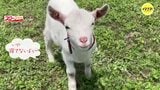 「いや、寝てないよぅ」子ヤギが飛び起きカメラ目線 災害後開いた牧場「一日中見ていられます(癒)」|TBS NEWS DIG