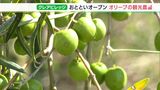 急増する耕作放棄地を「持続可能」な空間に あるがままを生かした観光オリーブ園がオープン=藤枝市・静岡 | 静岡のニュース | SBSNEWS | 静岡放送