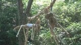 「まずは皆さんの健康と幸せが一番」約300年前から続く神事「天王様のお注連あげ」 長さ11メートルのしめ縄を木にくくりつけ＝静岡・西伊豆町　|　静岡のニュース | SBSNEWS | 静岡放送