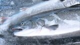 「琥珀サーモン」今季初水揚げ 岩手・久慈市の養殖ギンザケ 新たな漁業の柱へ|TBS NEWS DIG