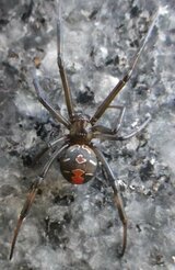 比治山小学校でセアカゴケグモ　児童が発見　広島・南区　|TBS NEWS DIG