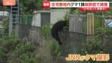 クマの目撃相次いでいた栃木・宇都宮市で1頭捕獲 住宅街に逃げ込み…麻酔銃使って捕獲 フェンスよじ登る姿も|TBS NEWS DIG