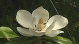 白壁の城下町に漂う甘い香り 大輪の「タイサンボク」が次々と開花、名前の由来は・・・　山口・萩　|　山口のニュース・天気・防災｜tys NEWS｜ｔｙｓテレビ山口